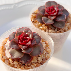 2025 New✨多肉植物 ソングフォーユー 韓国苗 多肉植物 pariʚ