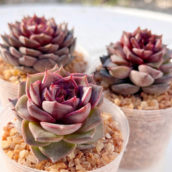 2025 New✨多肉植物　ソングフォーユー　韓国苗 2025 New✨多肉植物 ソングフォーユー 韓国苗 多肉植物 pariʚ