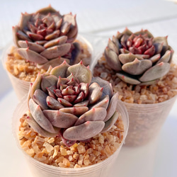 多肉植物 パステルレオン カット苗 韓国苗 多肉植物 pariʚ