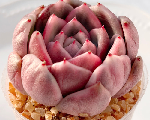 多肉植物　ピクシープラム　韓国苗 多肉植物 ピクシープラム 韓国苗 多肉植物 ピクシープラム 韓国苗 韓国