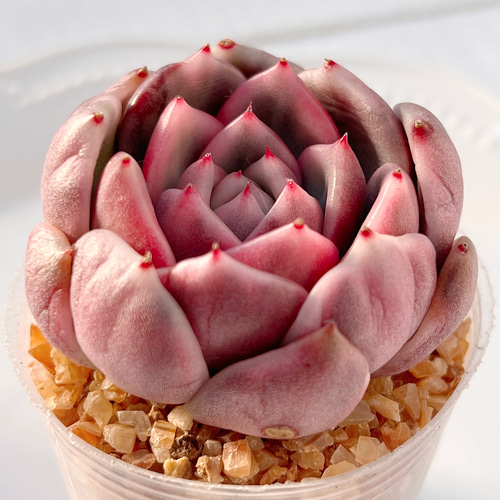 多肉植物 ブラックプラダ錦 韓国苗 多肉植物 pariʚ