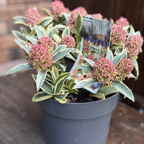 スキミア「マジック マルロー」6号 斑入りの葉 蕾がいっぱい 豪華