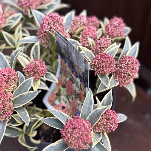 スキミアマジックマルロー6号 最高品質 スキミア「マジック マルロー」6号 斑入りの葉 蕾がいっぱい 豪華