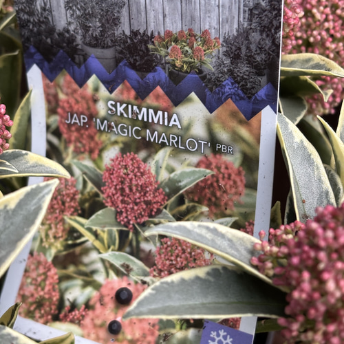 スキミア「マジック マルロー」6号 斑入りの葉 蕾がいっぱい 豪華
