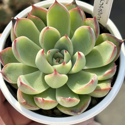 ☆サブセシリス 多肉植物 自家栽培 国産 多肉植物 美✴︎taniku 通販