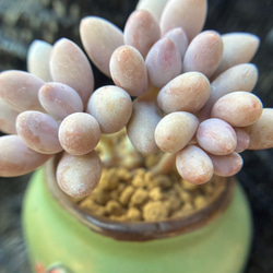 レア 多肉植物 リトープス 紫寿麗玉 1.5cm 抜き苗 1株 多肉植物 愛多肉