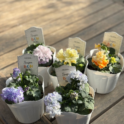 オージープランツ＊ダーウィニア「オキシリピス」 花が素敵 その他素材