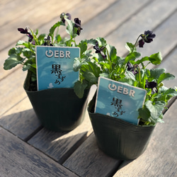 オージープランツ＊ダーウィニア「オキシリピス」 花が素敵 その他素材