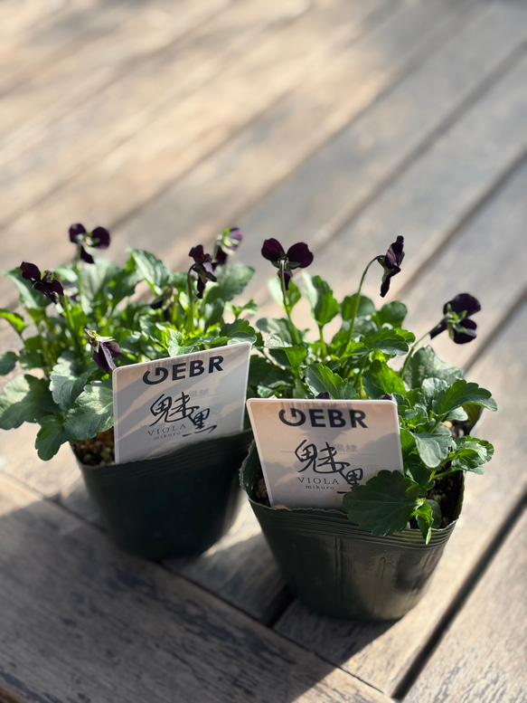 ゲブラナガトヨさん 新品種「魅黒」ミクロ その他素材 Comu＊Garden