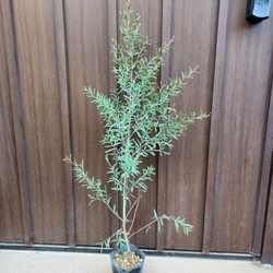 引き取り限定】ヒースバンクシア エリシフォリア 特大株 楽天市場】NEW