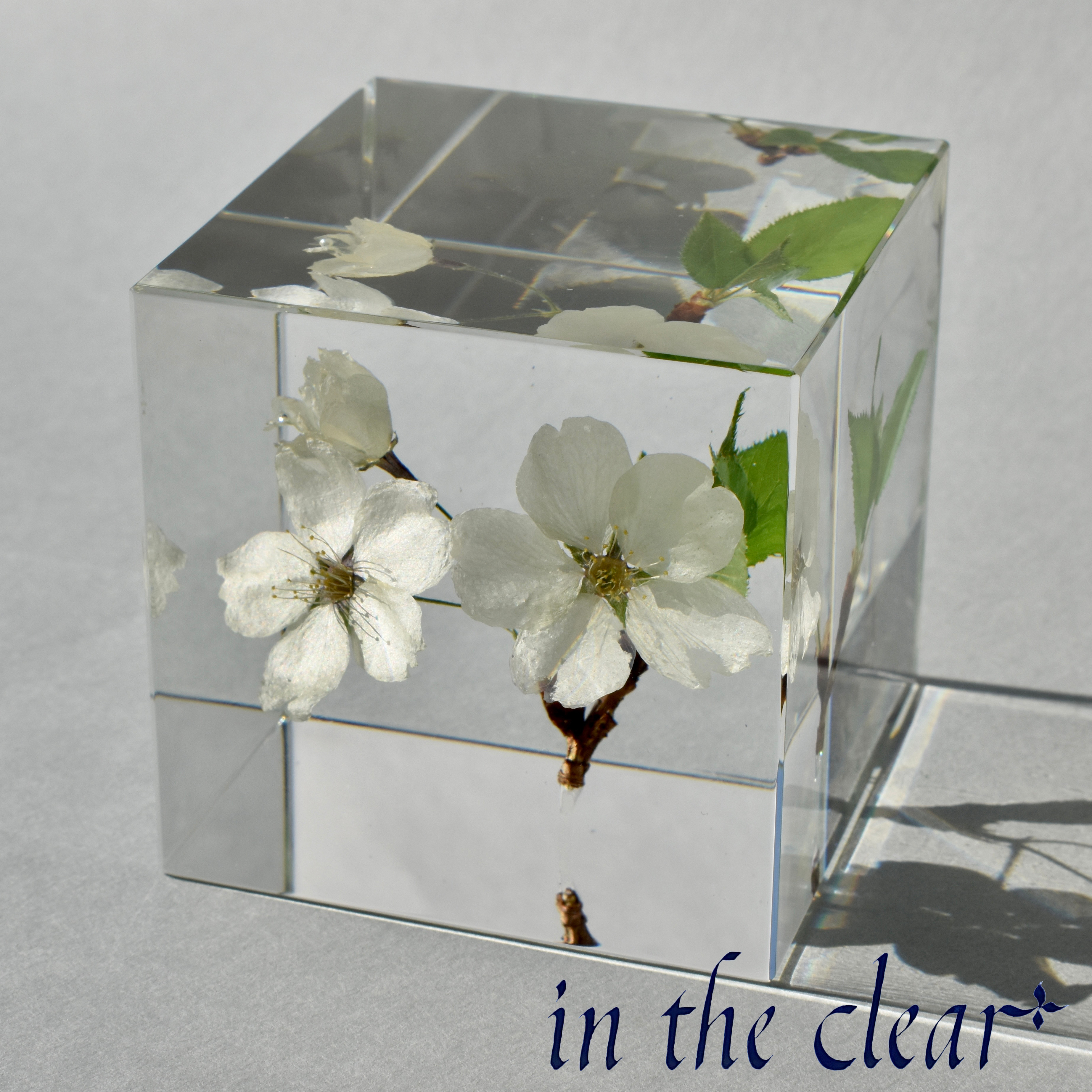 植物標本　ソメイヨシノ　３輪　レジン　６センチキューブ 6,660円