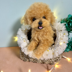 羊毛 伏せをする にこにこポメラニアン 送料無料 クリーム 羊毛