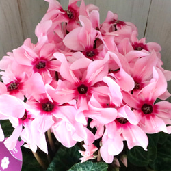 八重咲き♡ミニセントポーリア♡ピンク♡ポットごと♡ アートフラワー