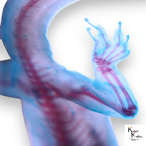 透明標本 ヒラオヤモリ」 理科 標本 研究 骨格 骨 インテリア 雑貨