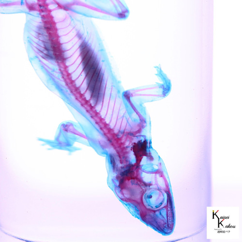 透明標本 ヒラオヤモリ」 理科 標本 研究 骨格 骨 インテリア 雑貨