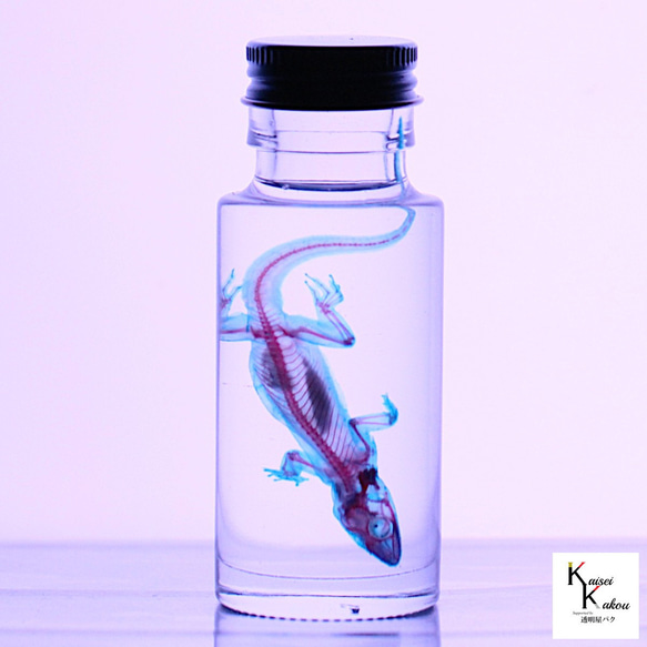 美品【1点物】透明骨格標本 シャコ 7-8cm 30ml 透明標本 ヒラオヤモリ」 理科 標本 研究 骨格 骨 インテリア 雑貨