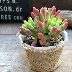 キャラメルマーブルバリエガータ♡希少♡フィロデンドロン♡観葉植物