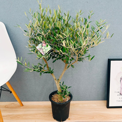 ［現品］ドラセナ　紅光　コルディリネ　8号　観葉植物　室内　大型　おしゃれ 現品］ドラセナ 紅光 コルディリネ 8号 観葉植物 室内 大型 おしゃれ