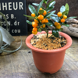 美しい♡1個のみ♡ブルーレンズ♡ハオルチアハオルチアオブツーサ