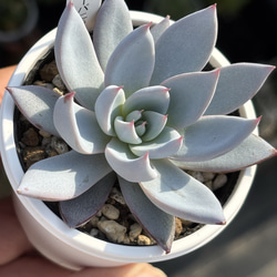 超人気レア品種！☆そわそわ 多肉植物 自家栽培 国産 多肉植物 美