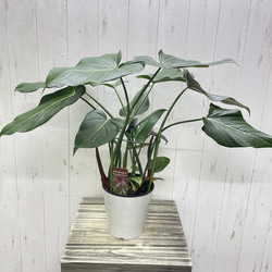 フィロデンドロン サマーグローリー｜艶葉が美しい希少ハイブリッド