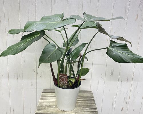 フィロデンドロン サマーグローリー｜艶葉が美しい希少ハイブリッド