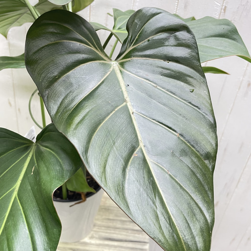 フィロデンドロン サマーグローリー｜艶葉が美しい希少ハイブリッド