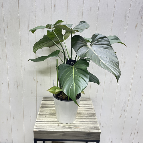 フィロデンドロン サマーグローリー｜艶葉が美しい希少ハイブリッド