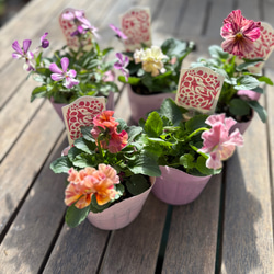 寄せ植えセット＊マム、トルコキキョウなどの10苗セットオータム