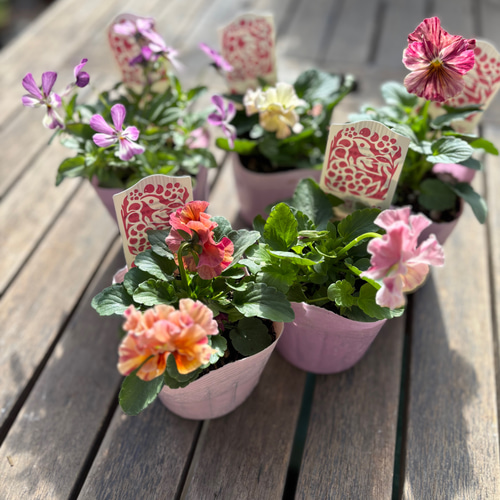 百笑(momoemi)ビオラ・パンジー ミックス4苗セット 色はおまかせ