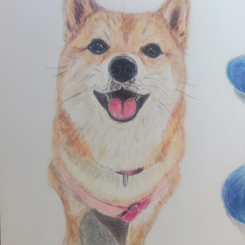 見本品になります↑ 色鉛筆画オーダーA4サイズ 額付き イラスト 豆柴