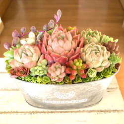 多肉植物寄せ植え 多肉 ガーデンブリキピッチャー型 多肉植物