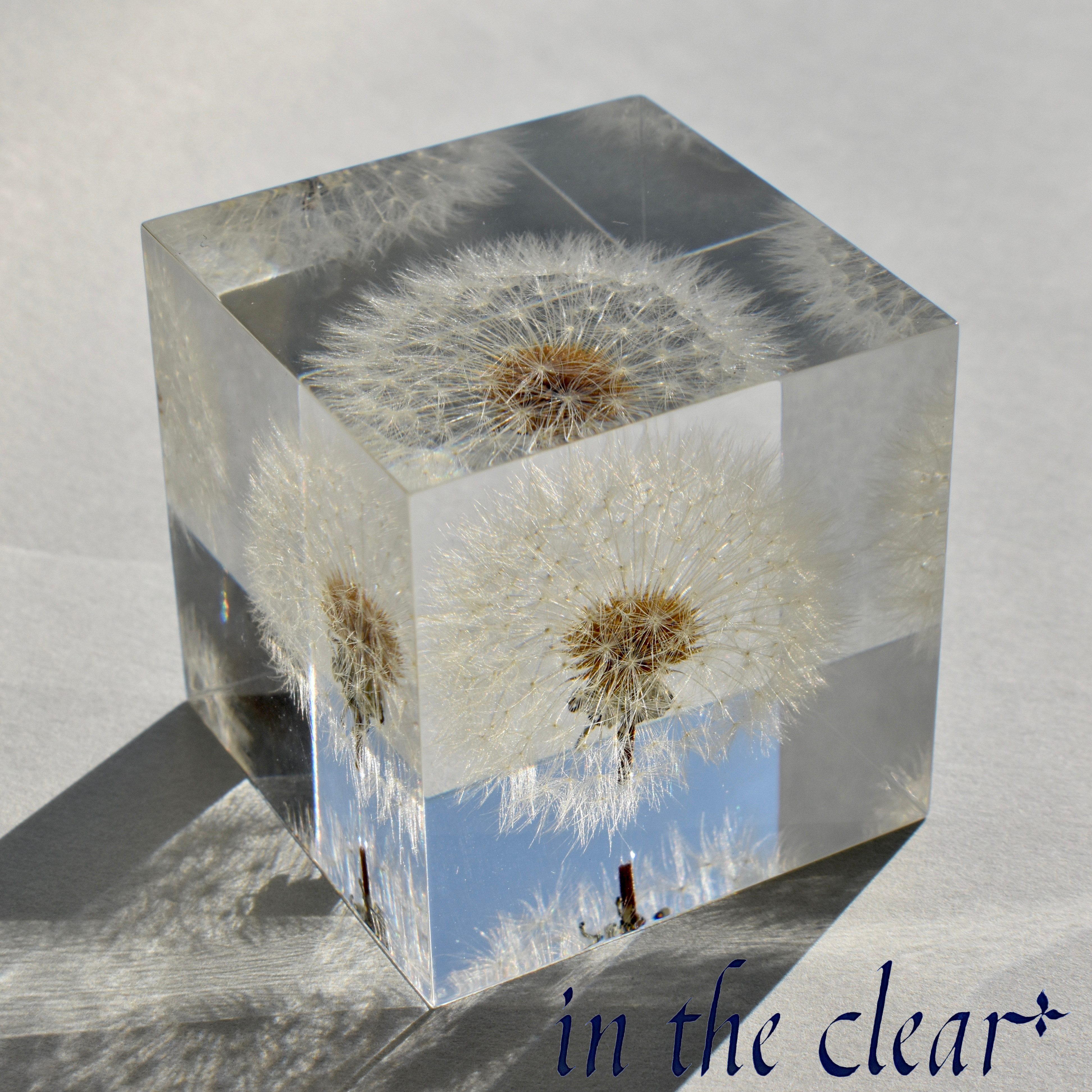 植物標本　たんぽぽ綿毛　レジン　4.５センチキューブ