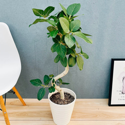 ［現品］5番　カシワバゴムの木　フィカス　リラータ　ストレート　8号　大型　室内 現品］5番 カシワバゴムの木 フィカス リラータ ストレート 8号 大型 室内