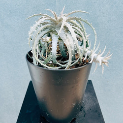 ⚜️激レア⚜️ ユッカ　エレファンティペス　バリエガータ　斑入り Spineless Yucca variegata ユッカ エレファンティペス バリエガータ I