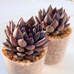 多肉植物　韓国苗　レッドライト　紅灯　大きめ　発根済み 多肉植物 レッドライト 韓国苗 多肉植物 pariʚ❤︎ɞtaniku