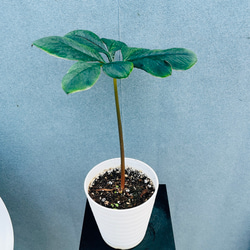 現品］【希少】2番 エピプレムヌム ピナツム セブブルー 8号 観葉植物