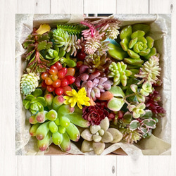 いろどりおまかせエケmix 20＊ 多肉植物カット苗 多肉植物 annemoca