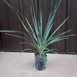 可愛い♪パールアカシア レンガ風石膏鉢植え ミモザ オージープランツ