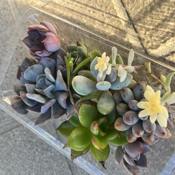 多肉植物 エケベリア4苗セットA その他素材 tamosa4 通販 10578607