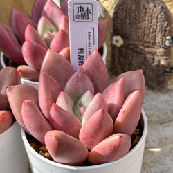新入荷 多肉植物 エケベリア スノーピーチ 超美苗 レア種 多肉植物