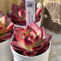 多肉植物 エケベリ ピーチスアンドクリーム錦 超美苗 レア種 多肉植物