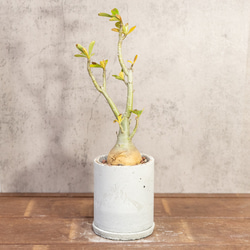 アデニウム たこ足のユニークなフォルム 個性あふれる塊根植物を楽しむ