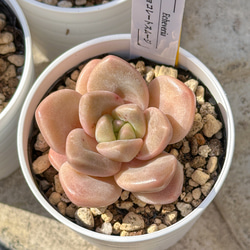 多肉植物 エケベリ ピーチスアンドクリーム錦 超美苗 レア種 多肉植物