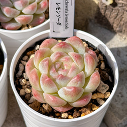 雪つぼみ ミックスベリア おらいさん苗 多肉植物 多肉植物