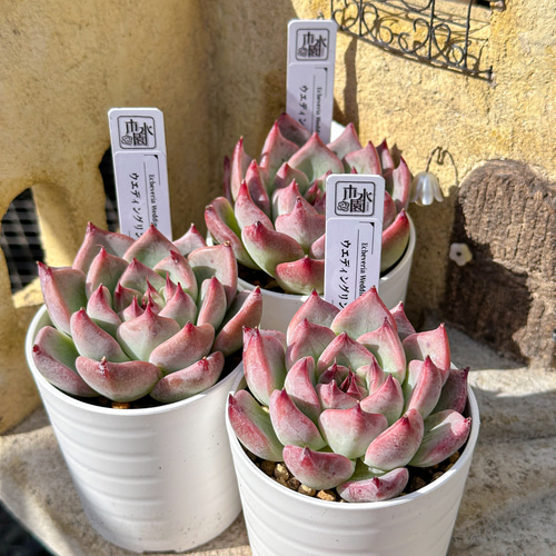 新入荷 大人気 多肉植物 エケベリ ウェディングリング 超美苗 レア種