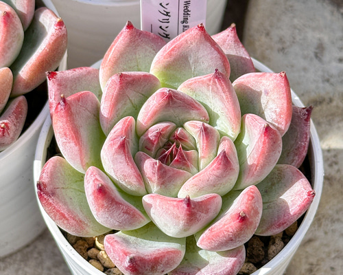 新入荷 大人気 多肉植物 エケベリ ウェディングリング 超美苗 レア種