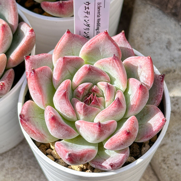新入荷 大人気 多肉植物 エケベリ ウェディングリング 超美苗 レア種