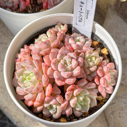 新入荷 大人気 多肉植物 エケベリア ファットスター 超美苗 レア種