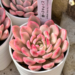 年末年始販売会 多肉植物 エケベリア ムーンフェアリー錦 超美苗 レア